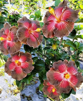 Bakuchi Hibiscus Plant(Hybrid, Pack of 1)