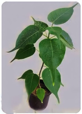 EVERGREEN PIPAL Ficus Plant(Hybrid, Pack of 1)