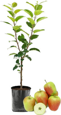 ARYAN EVERGREEN Apple Plant(Hybrid, Pack of 1)
