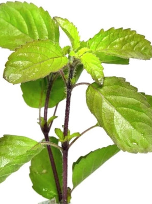 Ganapati tradres Tulsi Plant(Hybrid, Pack of 1)