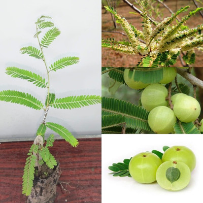 LeafLinks Amla Plant(Hybrid, Pack of 1)