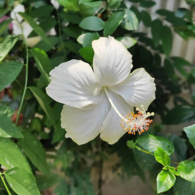 GLOBQRO Hibiscus Plant(Hybrid, Pack of 1)