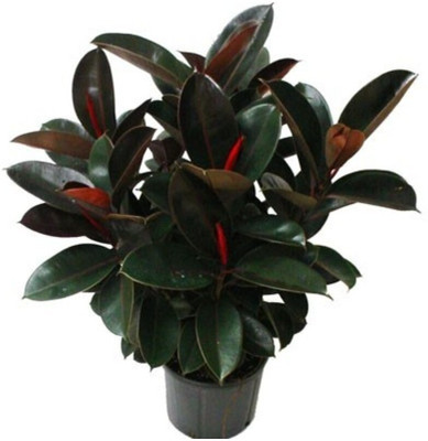Cloud Farm Rubber Tree(Hybrid, Pack of 1)