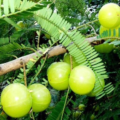 Bristy Store Amla Plant(Pack of 1)