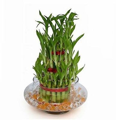 VamiJen Three Layer Bamboo Plant(Pack of 1)