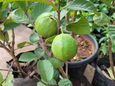 YADUNIKA Guava Plant(Hybrid, Pack of 1)