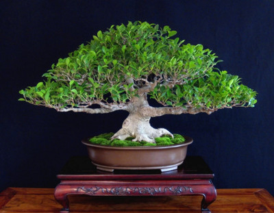 GreenyOn Ficus Plant(Hybrid, Pack of 1)