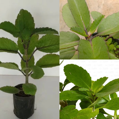 Cloud Farm Bryophyllum Pinnatum/Patharchatta Plant(Hybrid, Pack of 1)