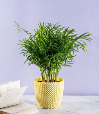 Bakuchi Areca Palm(Hybrid, Pack of 1)