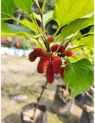 FELCHARIES Shahtoot/Mulberry Plant(Hybrid, Pack of 1)