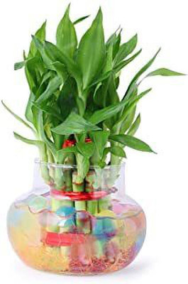 GHF Two Layer Bamboo Plant(Hybrid, Pack of 1)