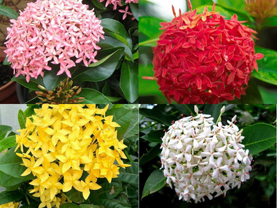 AloGardening Ixora Plant(Hybrid, Pack of 4)