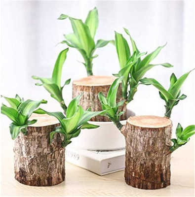 Cloud Farm Mini Brazalian wood(Hybrid, Pack of 1)