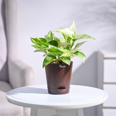 UGAOO Marble Money Plant(Pack of 1)