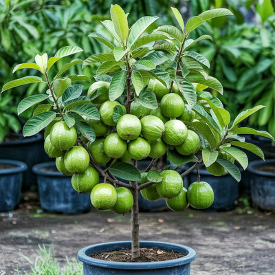 Opgarden Guava Plant(Hybrid, Pack of 1)