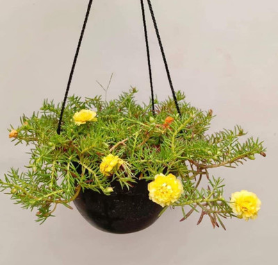 KrishnaNursery Moon Cactus Plant(Hybrid, Pack of 1)