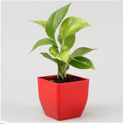 Aquinnah Money Plant(Hybrid, Pack of 1)