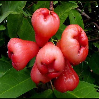 the green dotcom Java Plum Plant(Hybrid, Pack of 1)