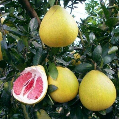 AloGardening Lemon Plant(Hybrid, Pack of 1)