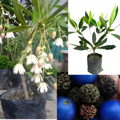 Cloud Farm Rudraksha Plant(Hybrid, Pack of 1)