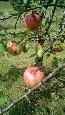 MAITRA AND SONS Apple Plant(Hybrid, Pack of 1)