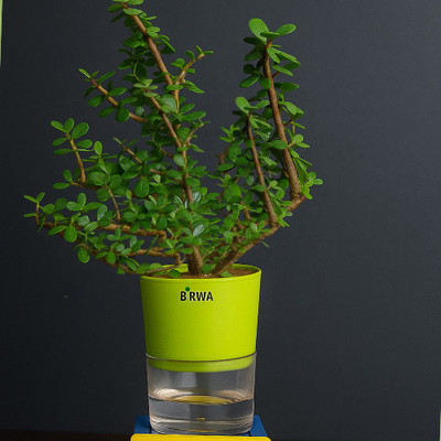 BIRWA Jade Plant(Hybrid, Pack of 1)