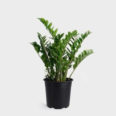 ABEFARIYA ZZ Plant(Hybrid, Pack of 1)