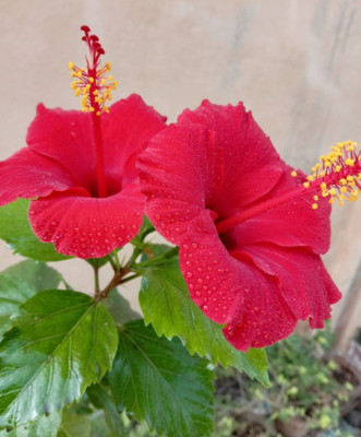 ABC Hibiscus Plant(Hybrid, Pack of 1)