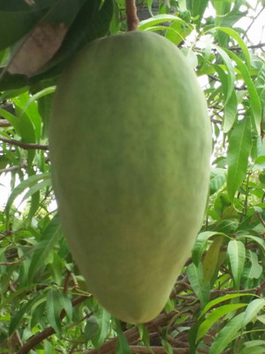 BALA PLANT CREATION Mango Plant(Hybrid, Pack of 1)