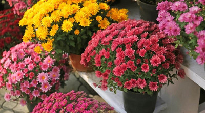 AloGardening Chrysanthemums/ Guldavari Plant(Hybrid, Pack of 1)