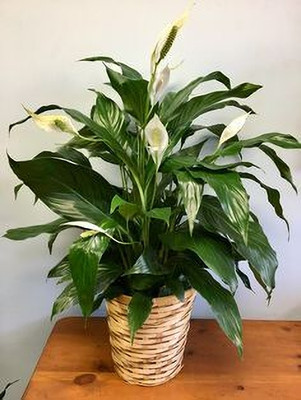 MAITRA AND SONS Peace Lily Plant(Hybrid, Pack of 1)