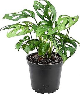 MAITRA AND SONS Money Plant(Hybrid, Pack of 1)