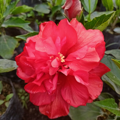 Mohomaya Hibiscus Plant(Hybrid, Pack of 1)