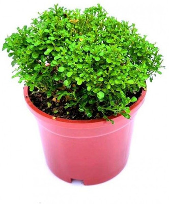 LeafLinkPlants Madhu Kamini Plant(Hybrid, Pack of 1)