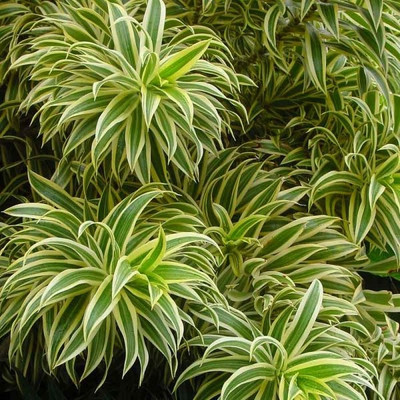 Cloud Forest Pleomele Plant(Hybrid, Pack of 1)
