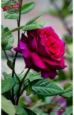 Bakuchi Rose Plant(Hybrid, Pack of 1)