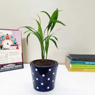 SaplingsWorld Areca Palm(Pack of 1)