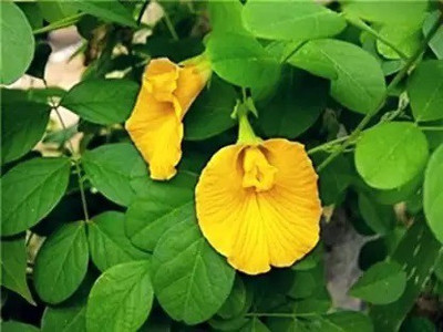Samarthgreens Aparajita/ Butterfly Pea Plant(Hybrid, Pack of 1)