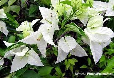 ALOCHUZ Bougainvillea Plant(Hybrid, Pack of 1)