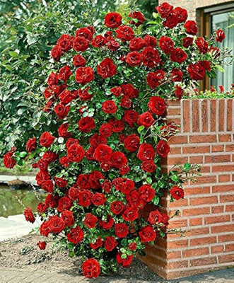 rimardmistu Rose Plant(Hybrid, Pack of 1)