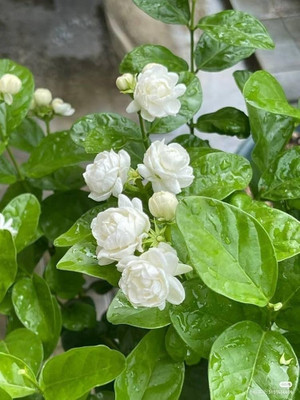 GLOBQRO Jasmine Plant(Hybrid, Pack of 1)