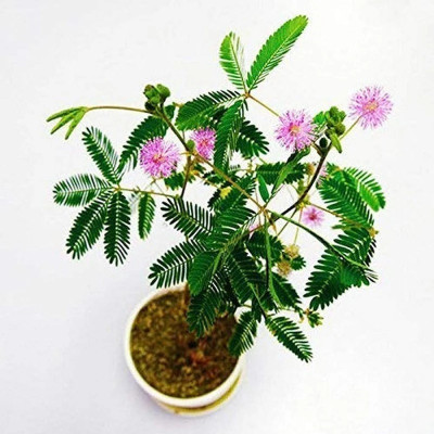 MAITRA AND SONS Shami/Jand Plant(Hybrid, Pack of 1)