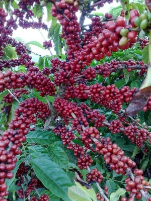 Heaven Of Saplings Cherry Fruit Plant(Hybrid, Pack of 1)