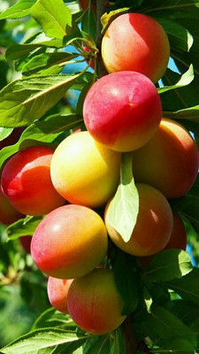 The Green Tree MART Aloo Bukhara/Plum Plant(Hybrid, Pack of 1)