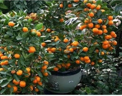 Kodali Lemon Plant(Hybrid, Pack of 1)