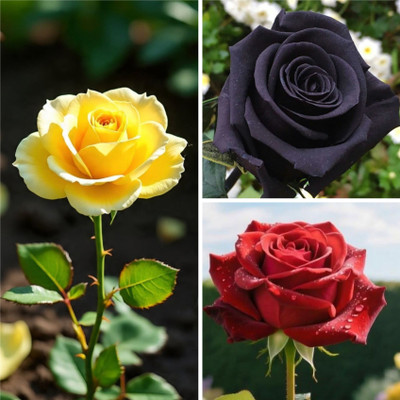 BloomShadow Rose Plant(Hybrid, Pack of 3)