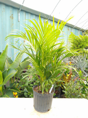 EliteGreen Areca Palm(Hybrid, Pack of 1)