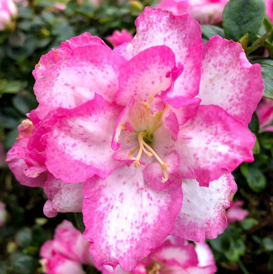 Bakuchi Rose Plant(Hybrid, Pack of 1)