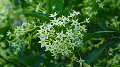 MondallNursery Night Bloom Jasmine Plant(Hybrid, Pack of 1)