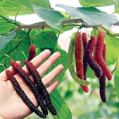 Cloud Farm Shahtoot/Mulberry Plant(Hybrid, Pack of 1)